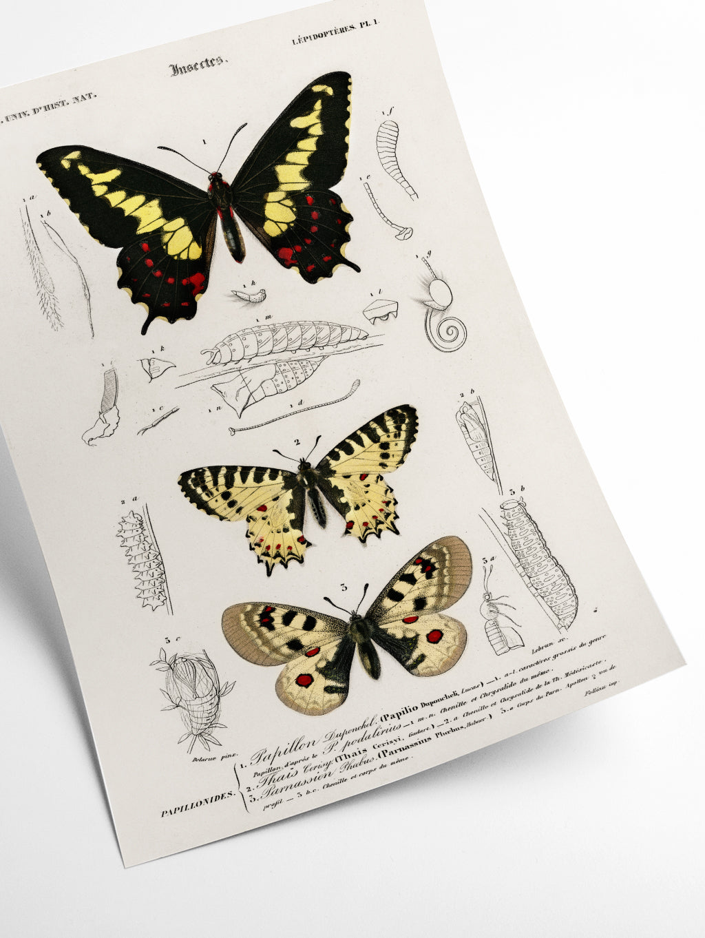 Natural History - Different types of Butterfly 2