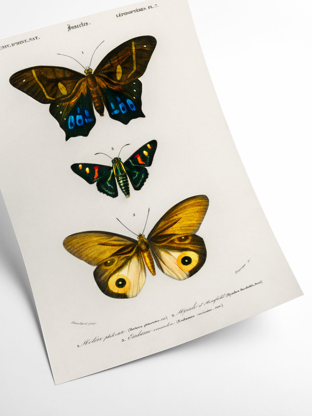 Natural History - Different types of Butterfly 3
