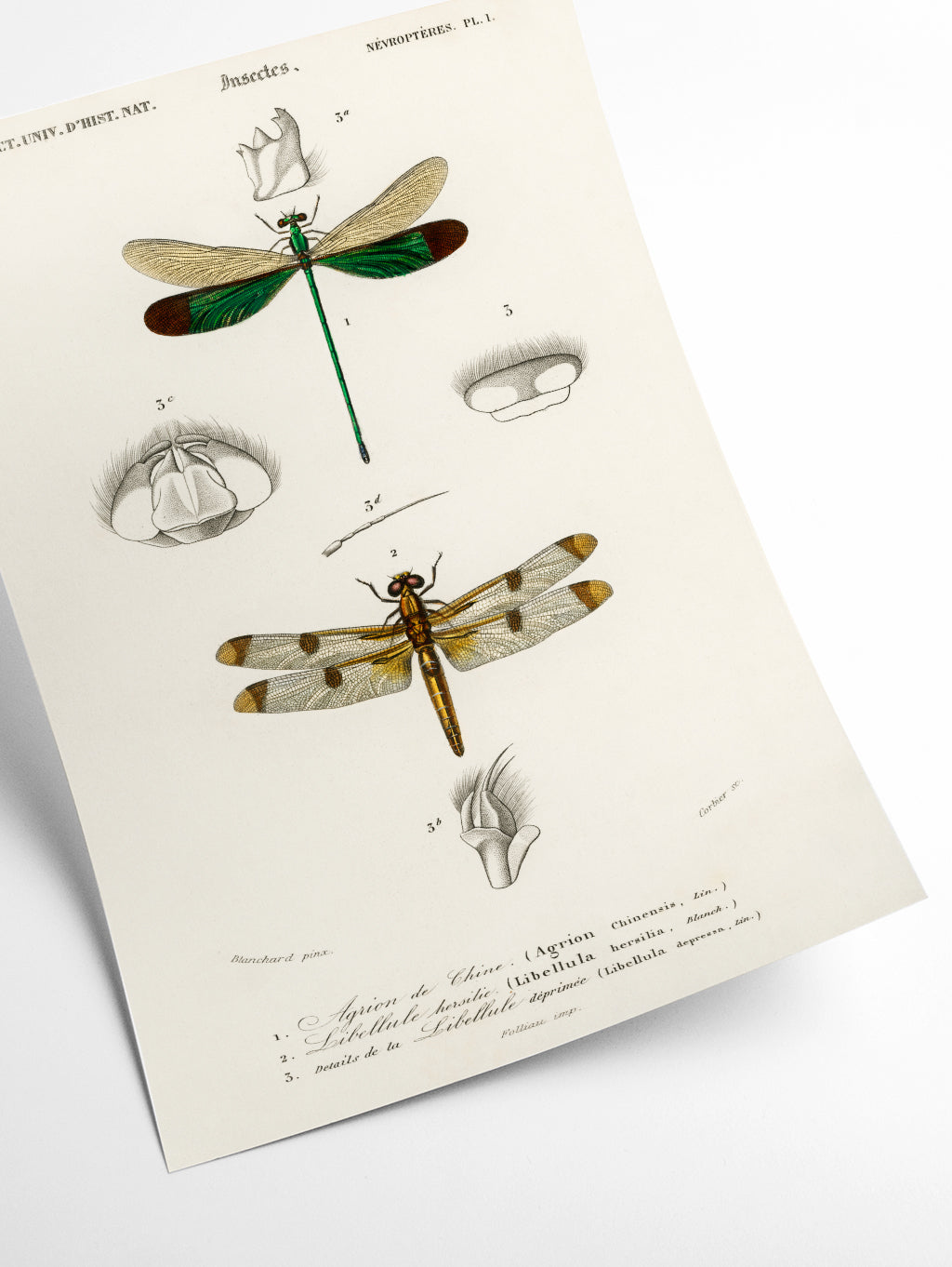 Natural History - Different types of Dragonflies