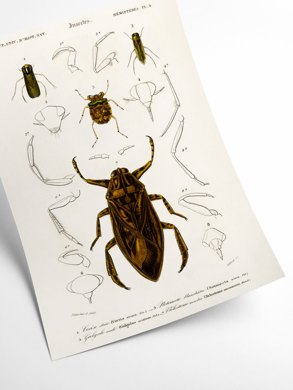 Natural History - Different types of Insects 8