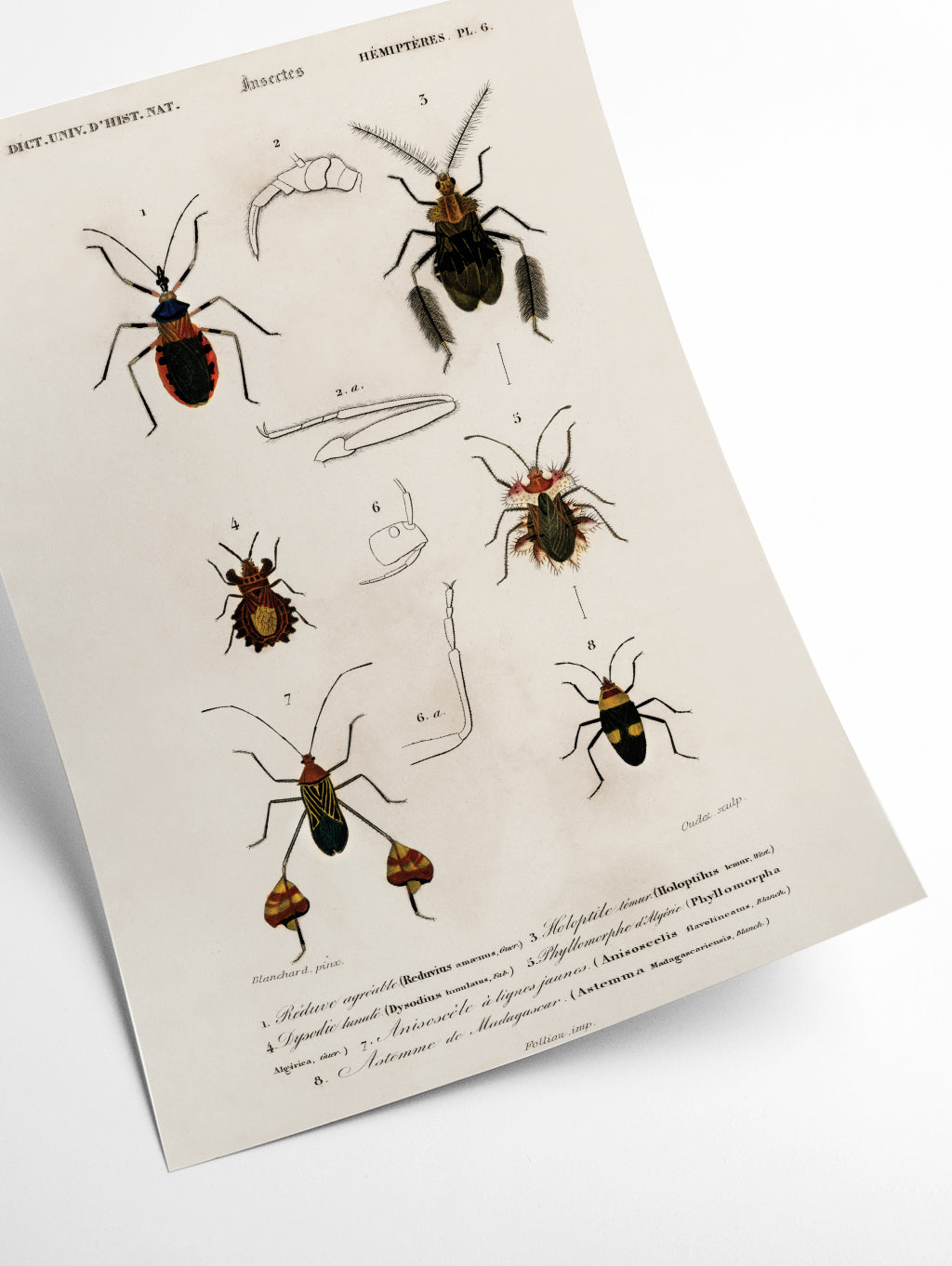 Natural History - Different types of Insects 9
