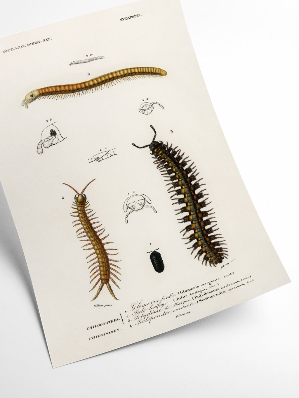 Natural History - Different types of Millipeds