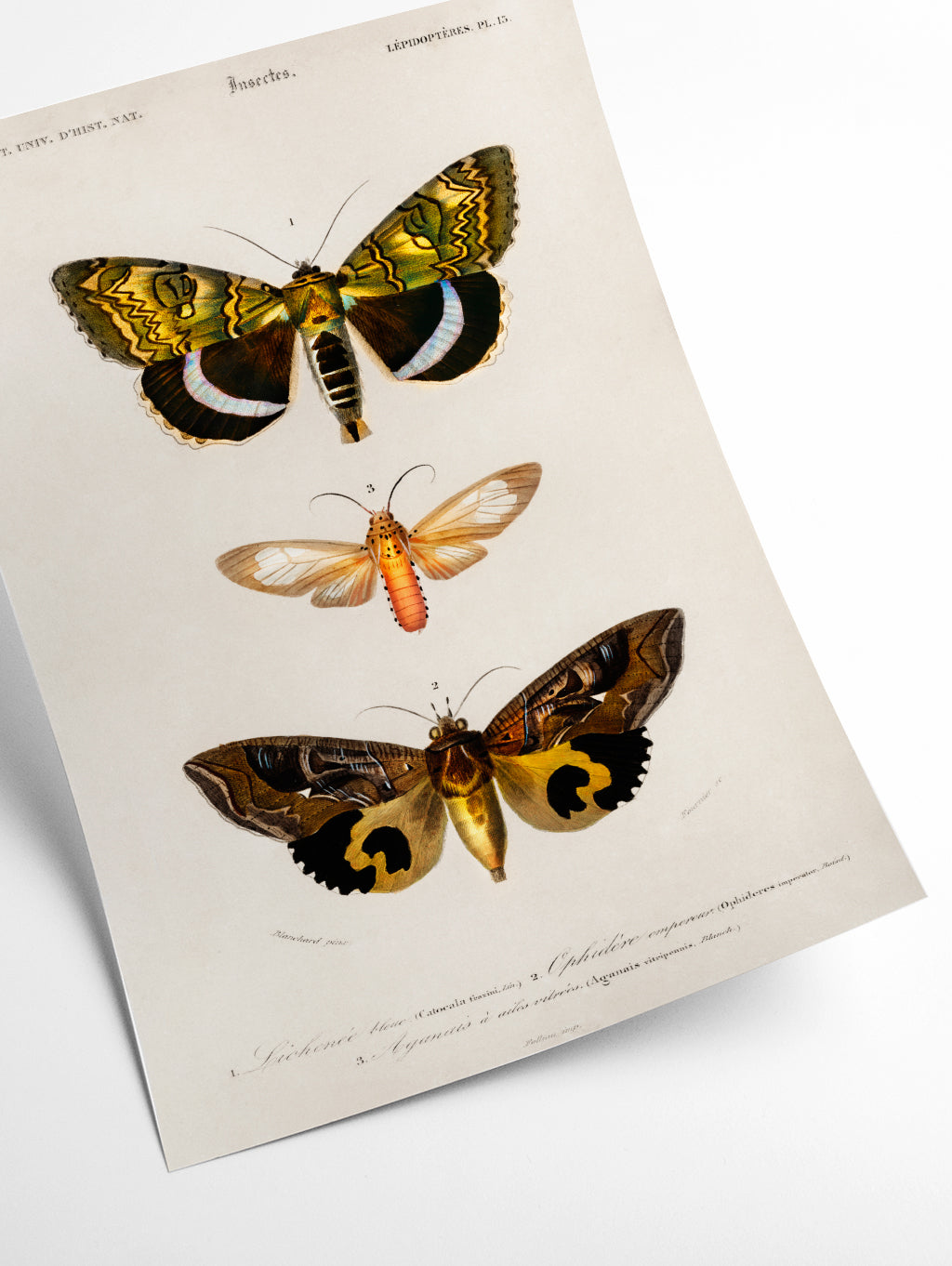 Natural History - Different types of Moths 3