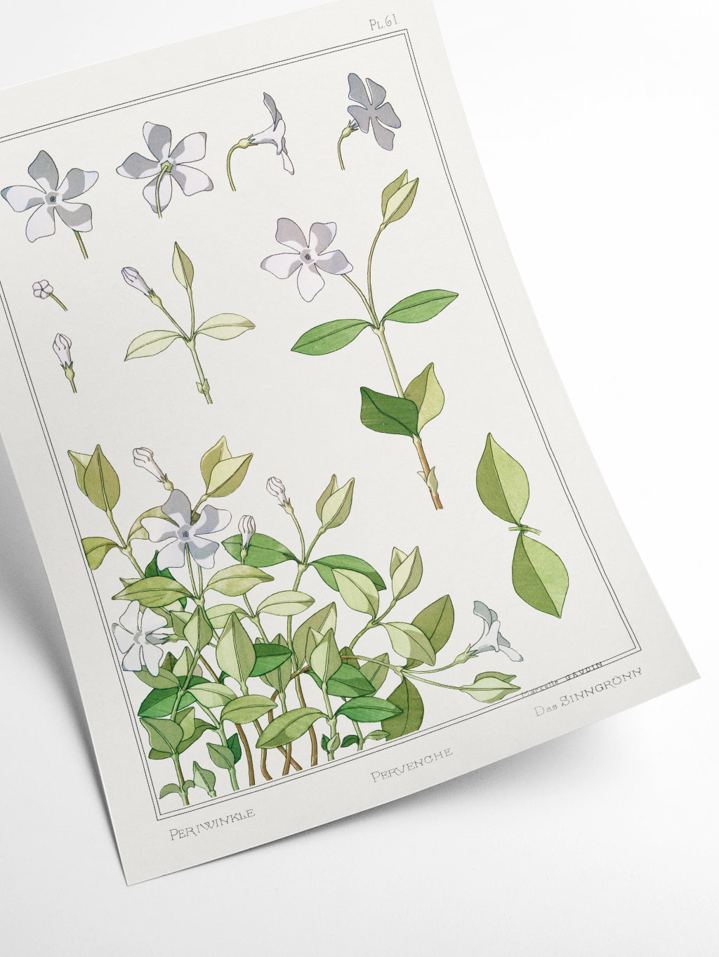 Pervenche (periwinkle) by Maurice Pillard Verneuil