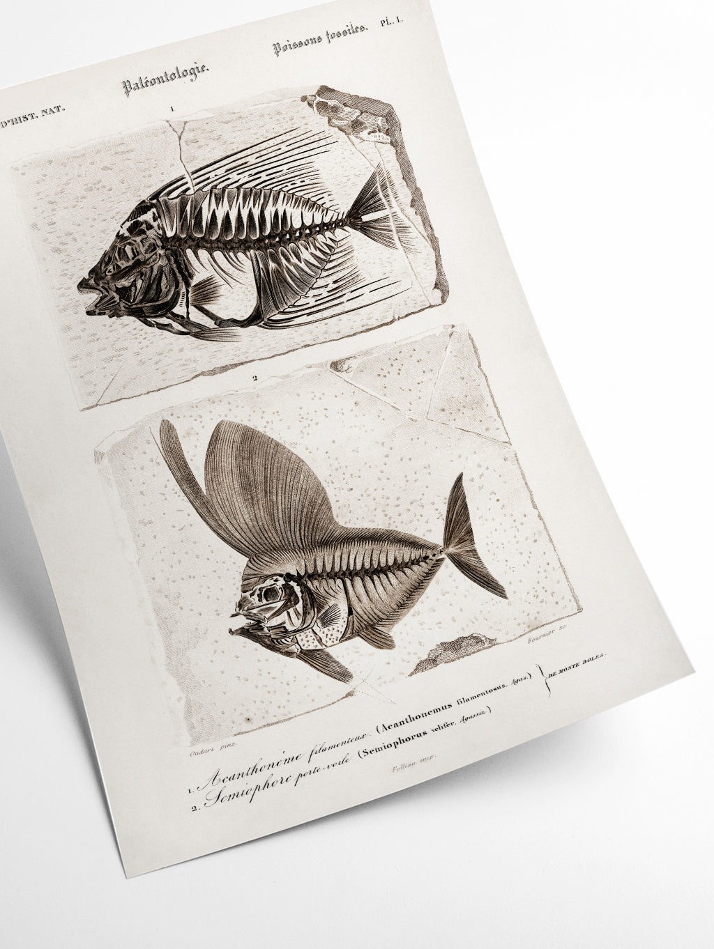 Ray-finned fish (Acanthonemus) and Semiophorus