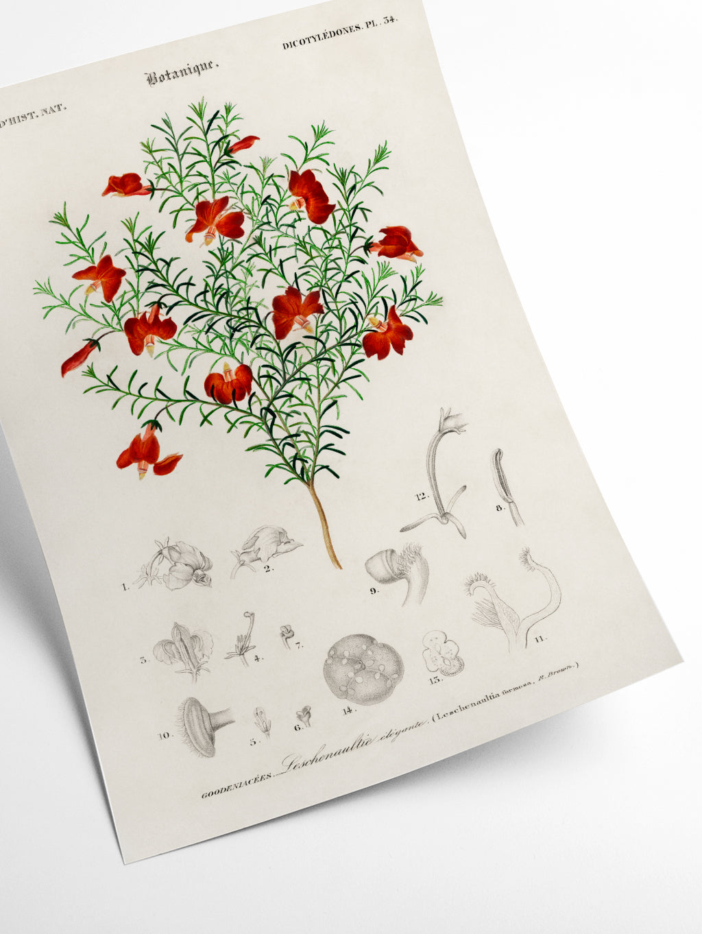 Red leschenaultia