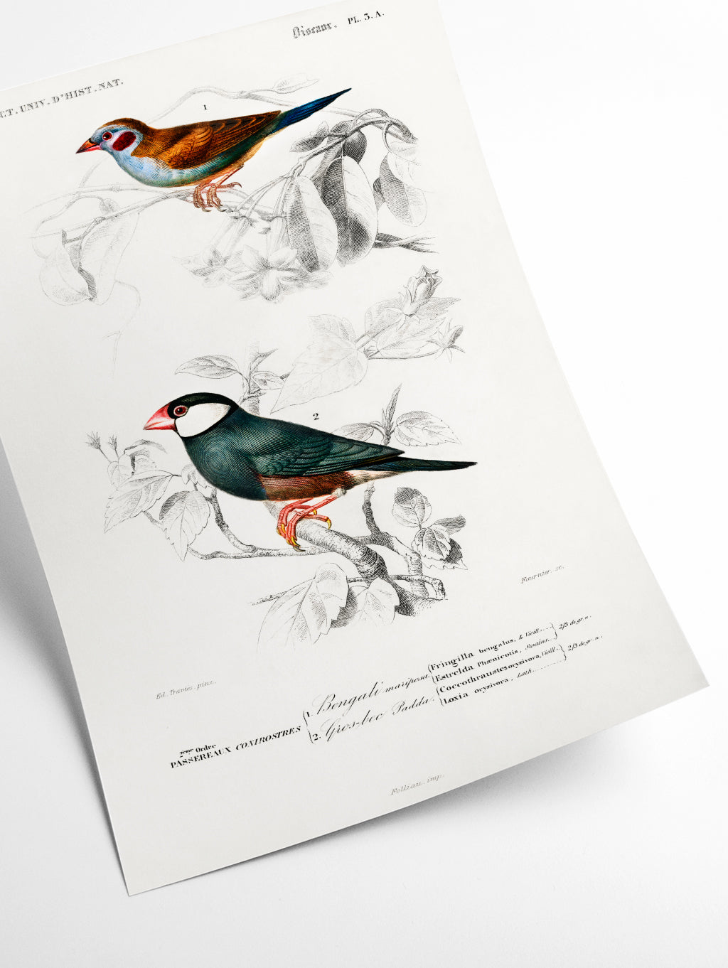 Red-cheeked Cordonbleuand Java Sparrow