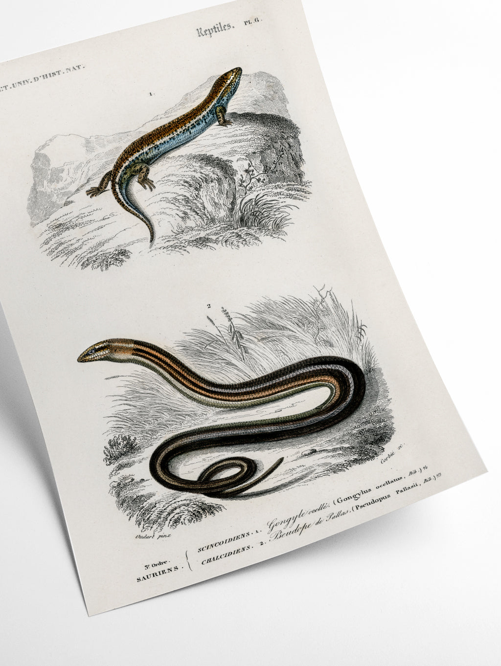 Salamander and snake