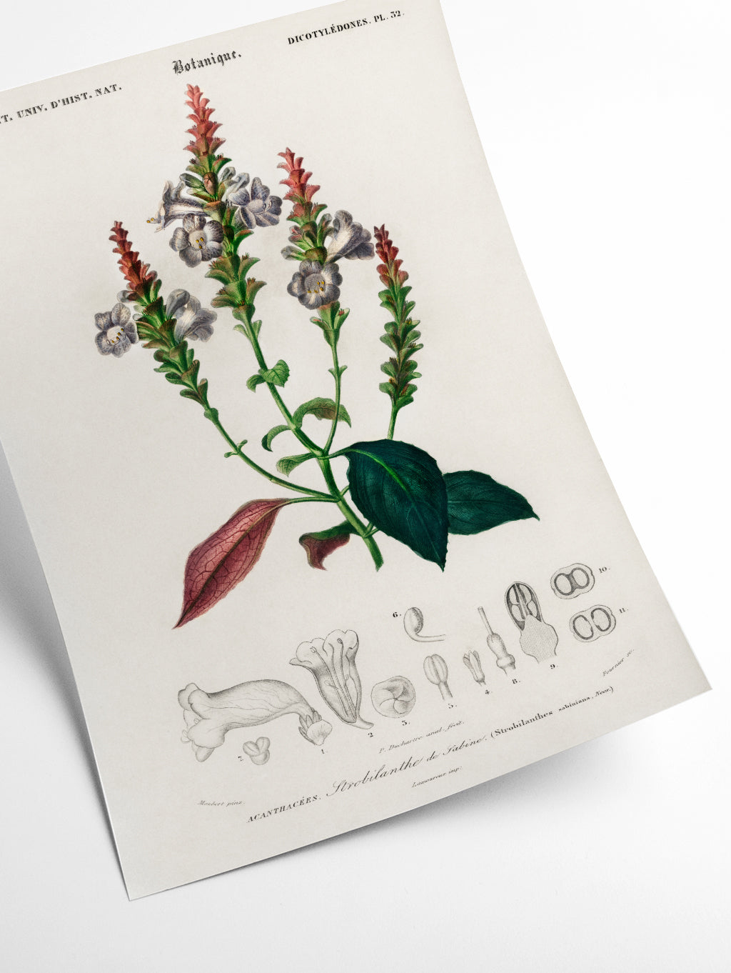 Strobilanthes sabiniana