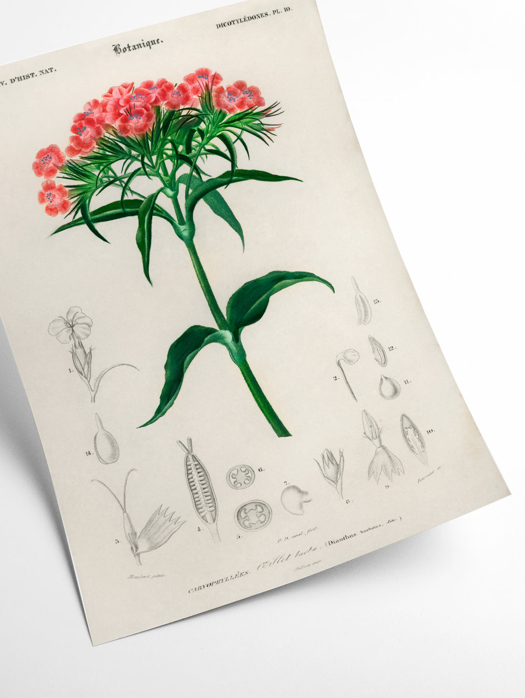 Sweet william