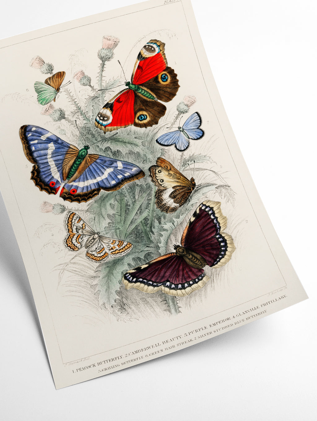 Various Butterflies
