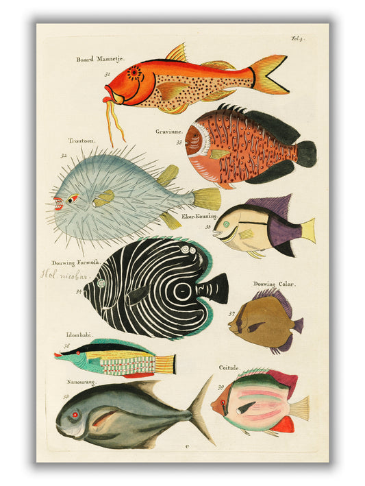 Fish found in Indonesia