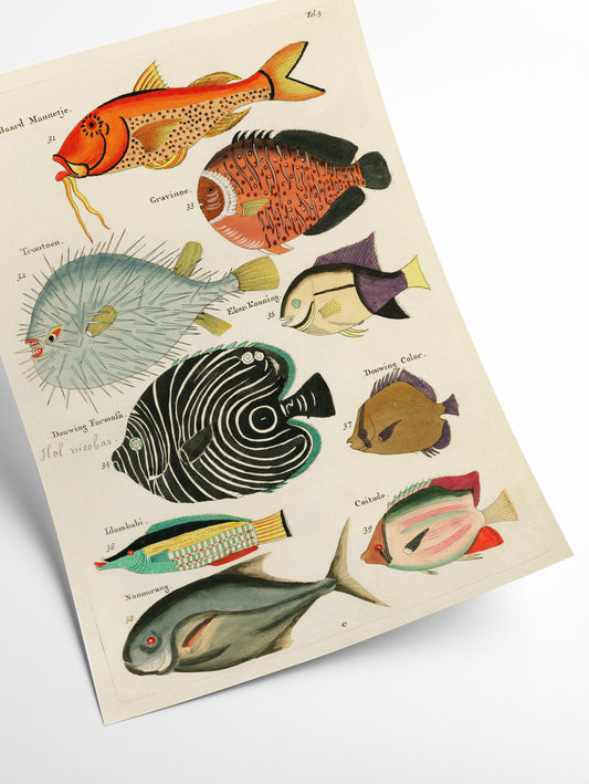 Fish found in Indonesia