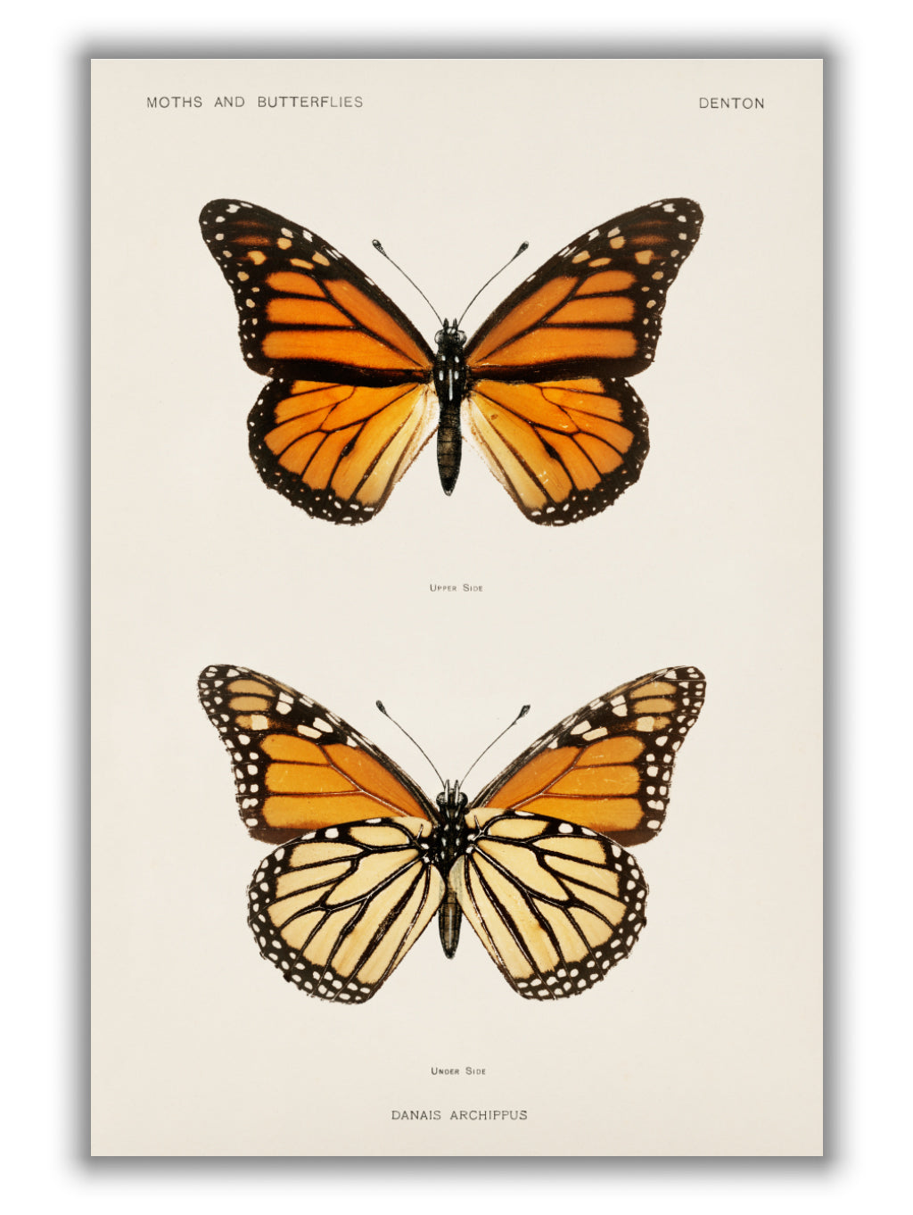 Monarch butterfly vintage