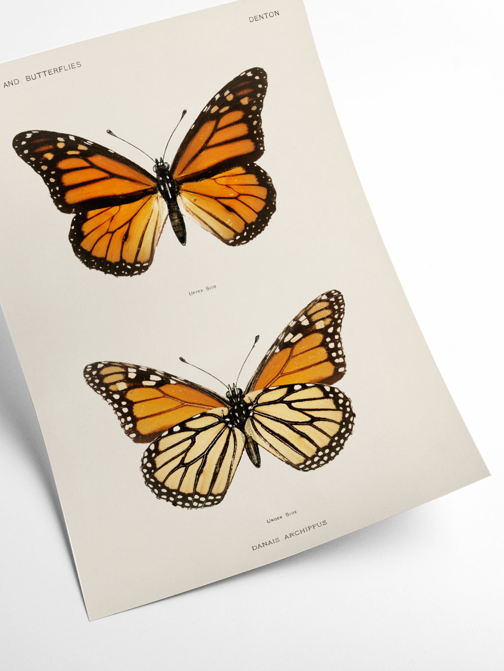 Monarch butterfly vintage