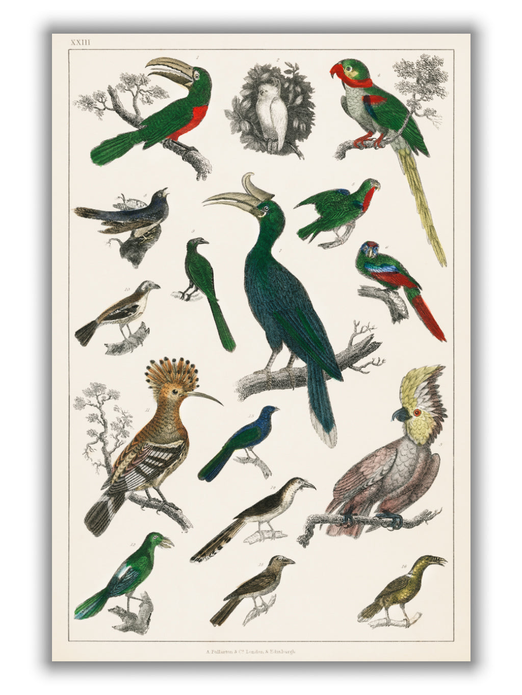 Parrots