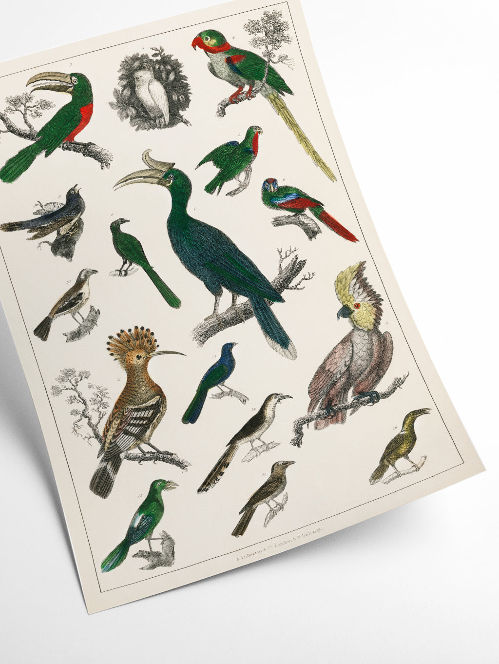 Parrots