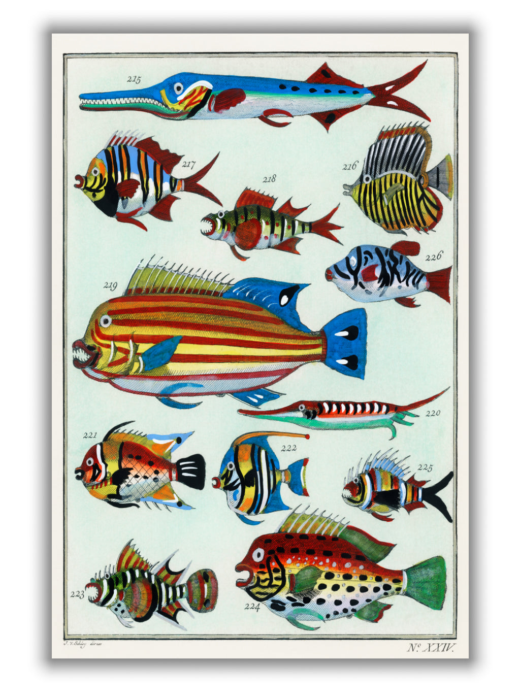 Rare exotic fish