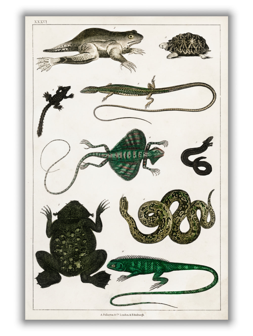 Reptiles