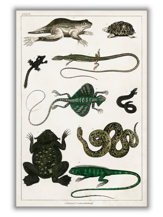 Reptiles
