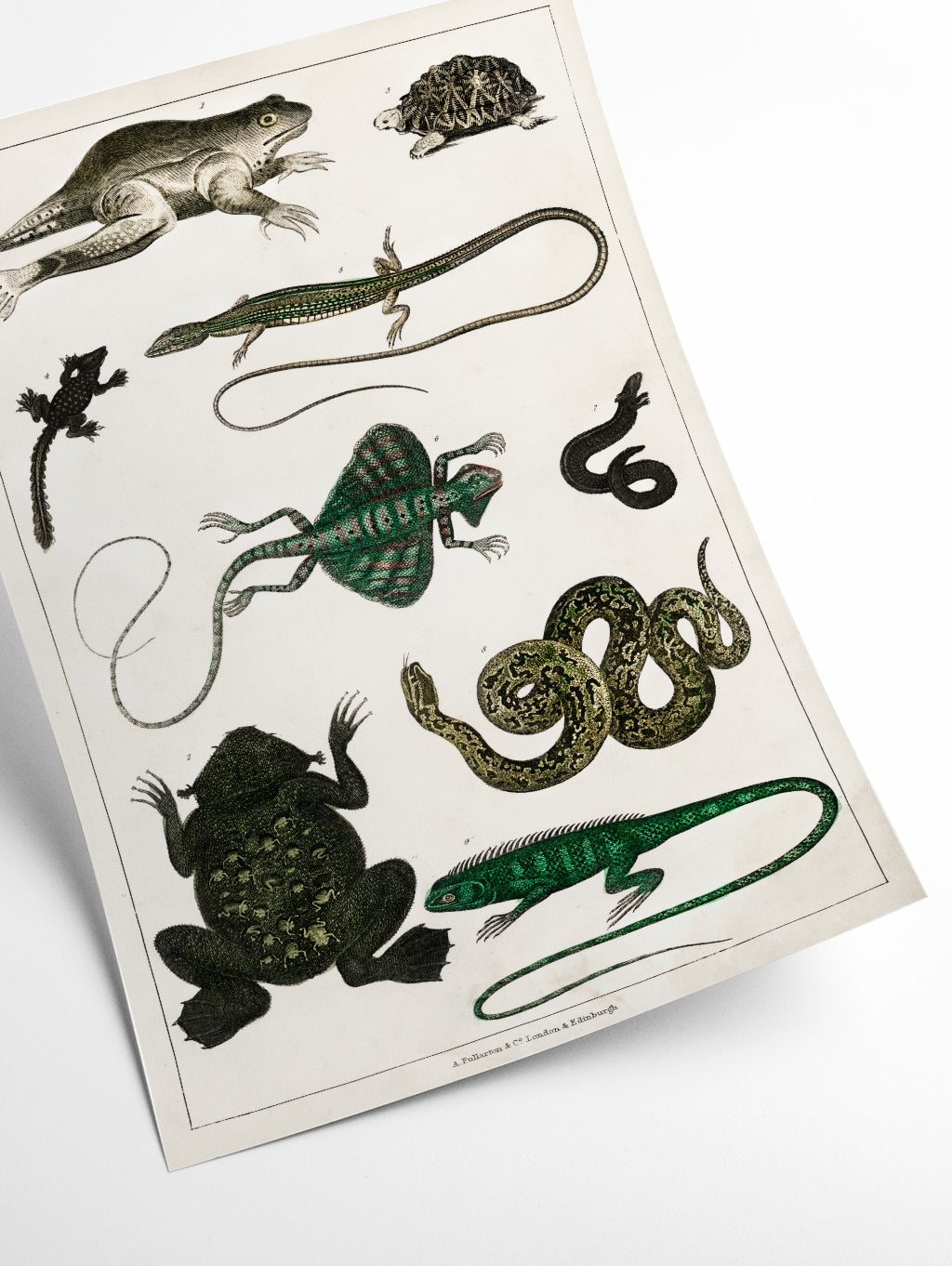 Reptiles