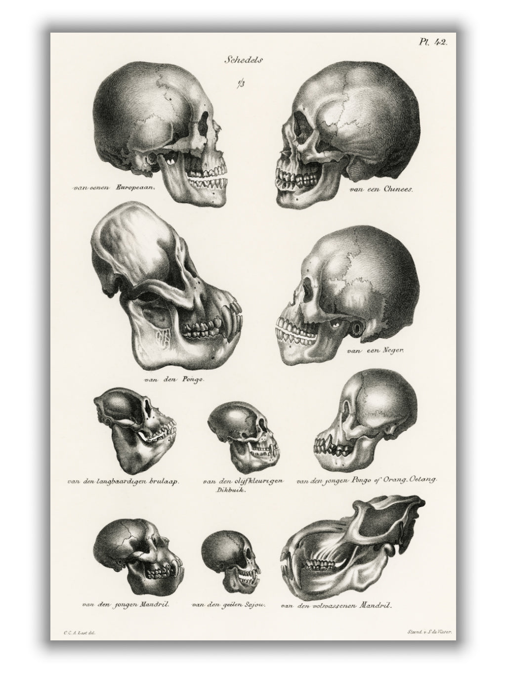 Skulls