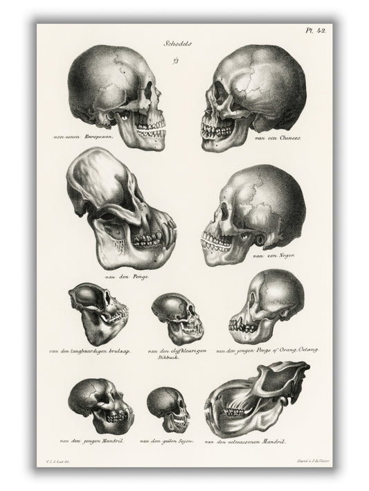 Skulls