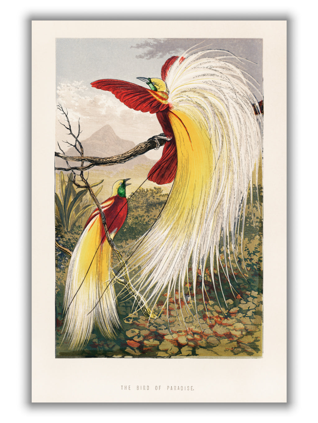 The Bird of Paradise