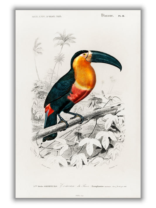 Toucan