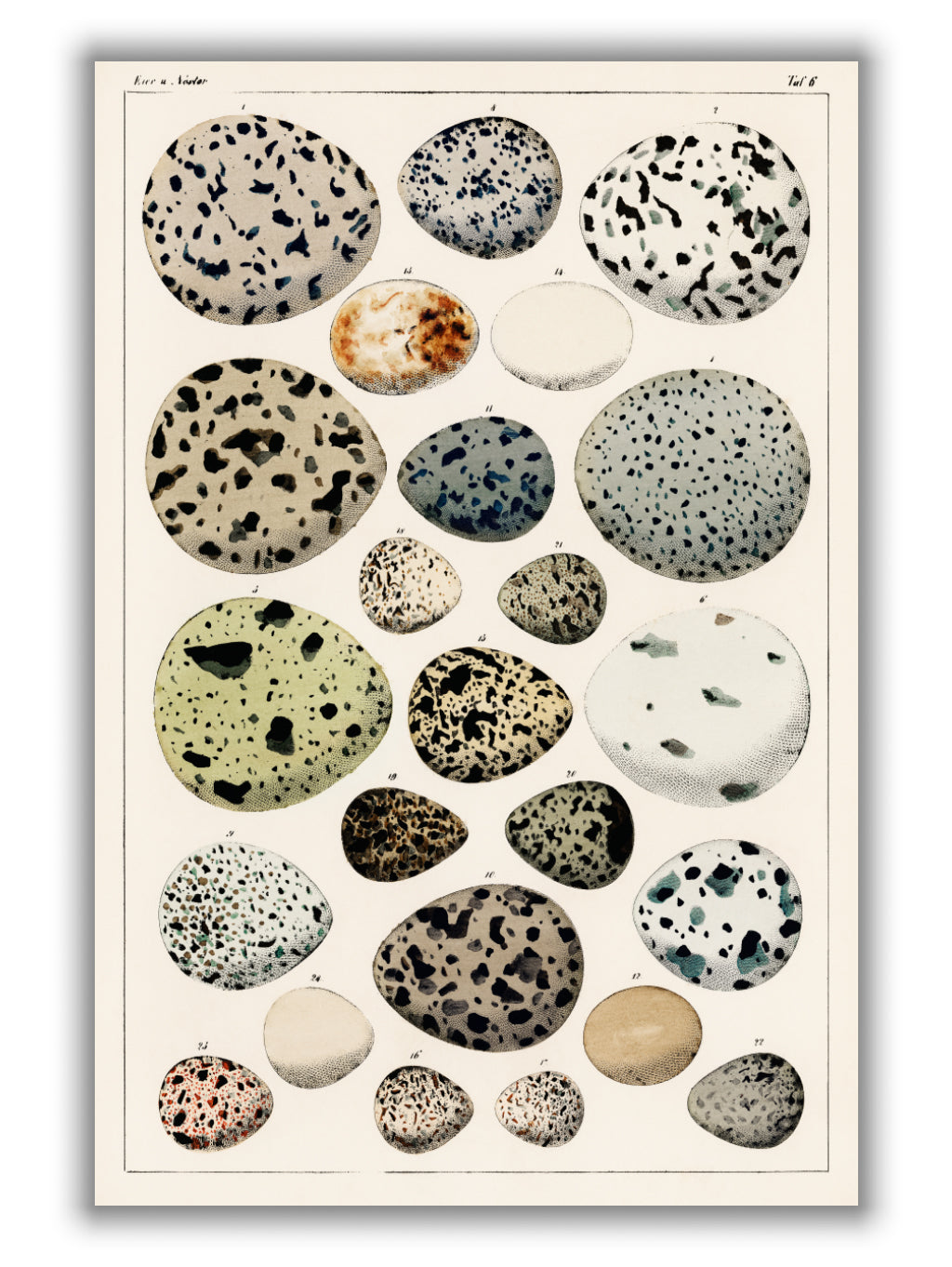 Types of eggs