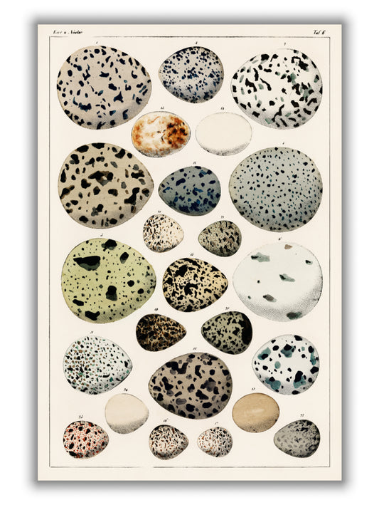 Types of eggs