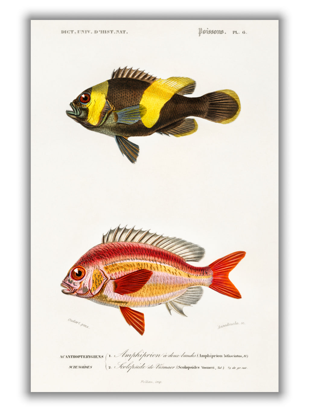 Types of Fish