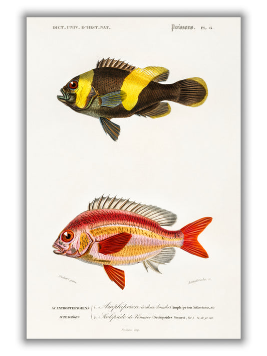 Types of Fish