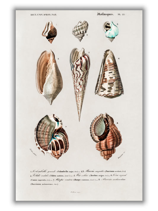 Types of mollusks