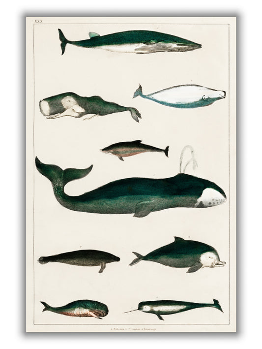 Types of Whales