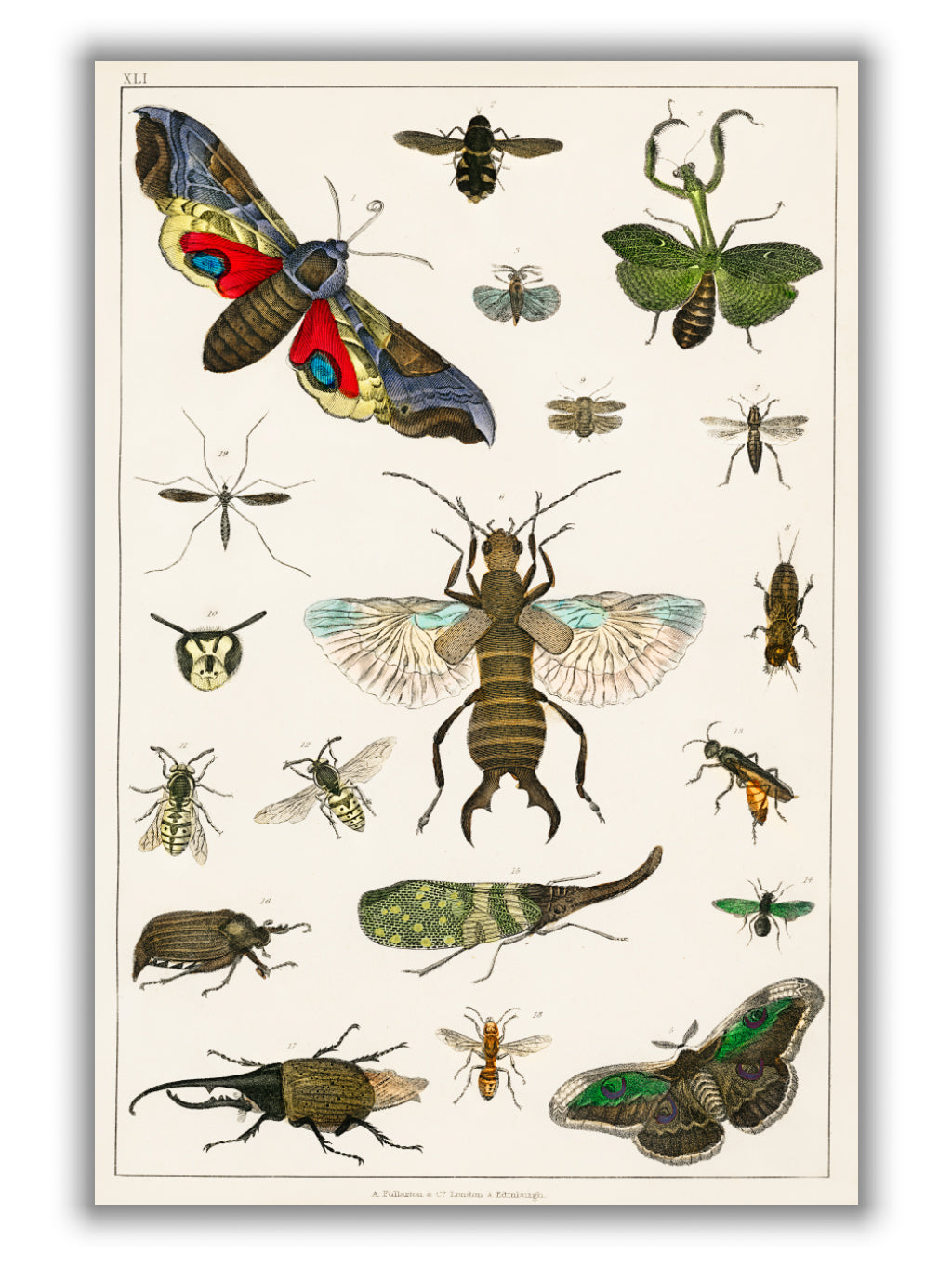 Various Insects