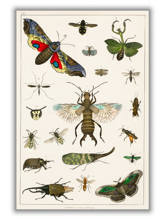 Various Insects
