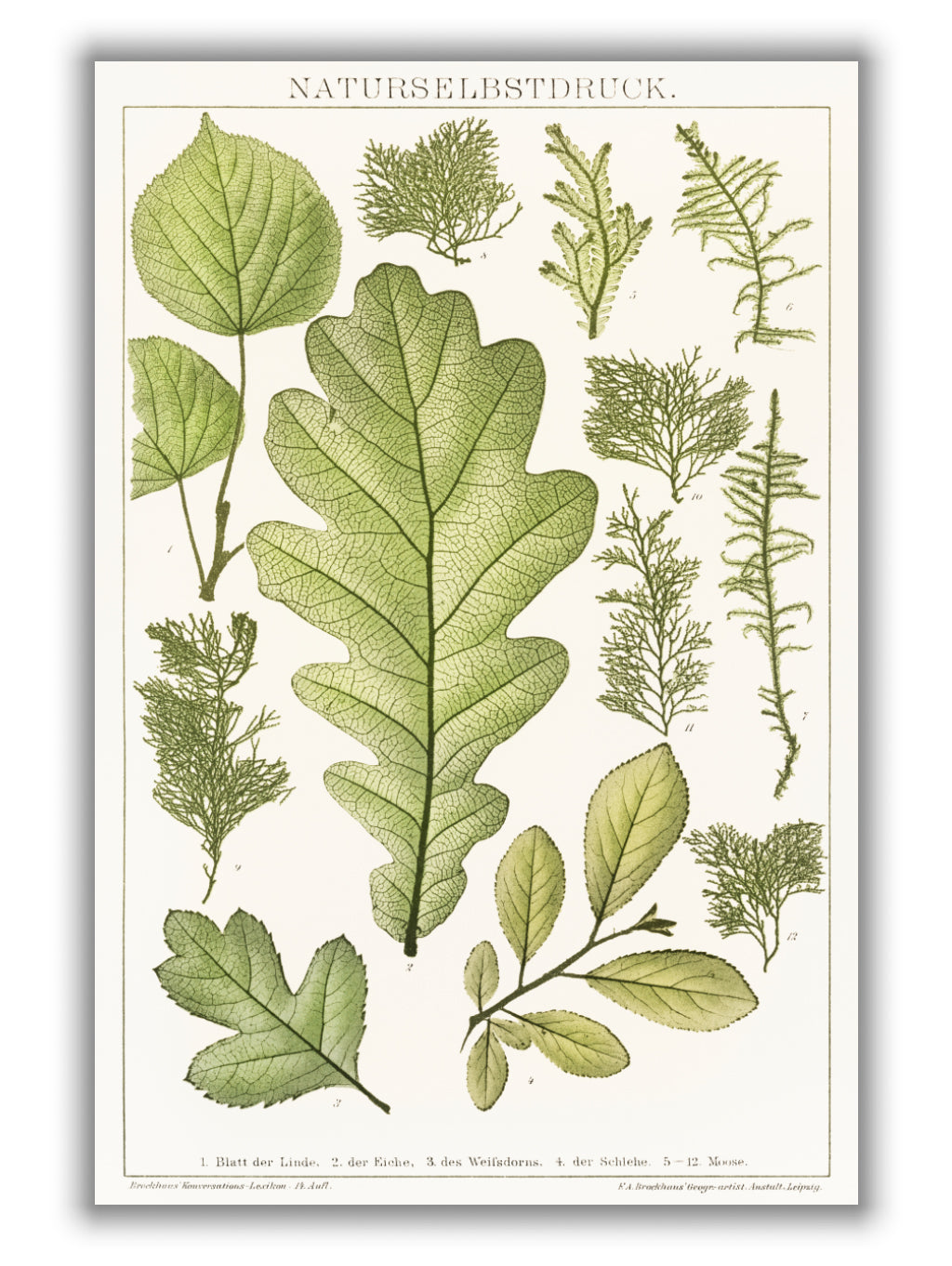 Various Leaves