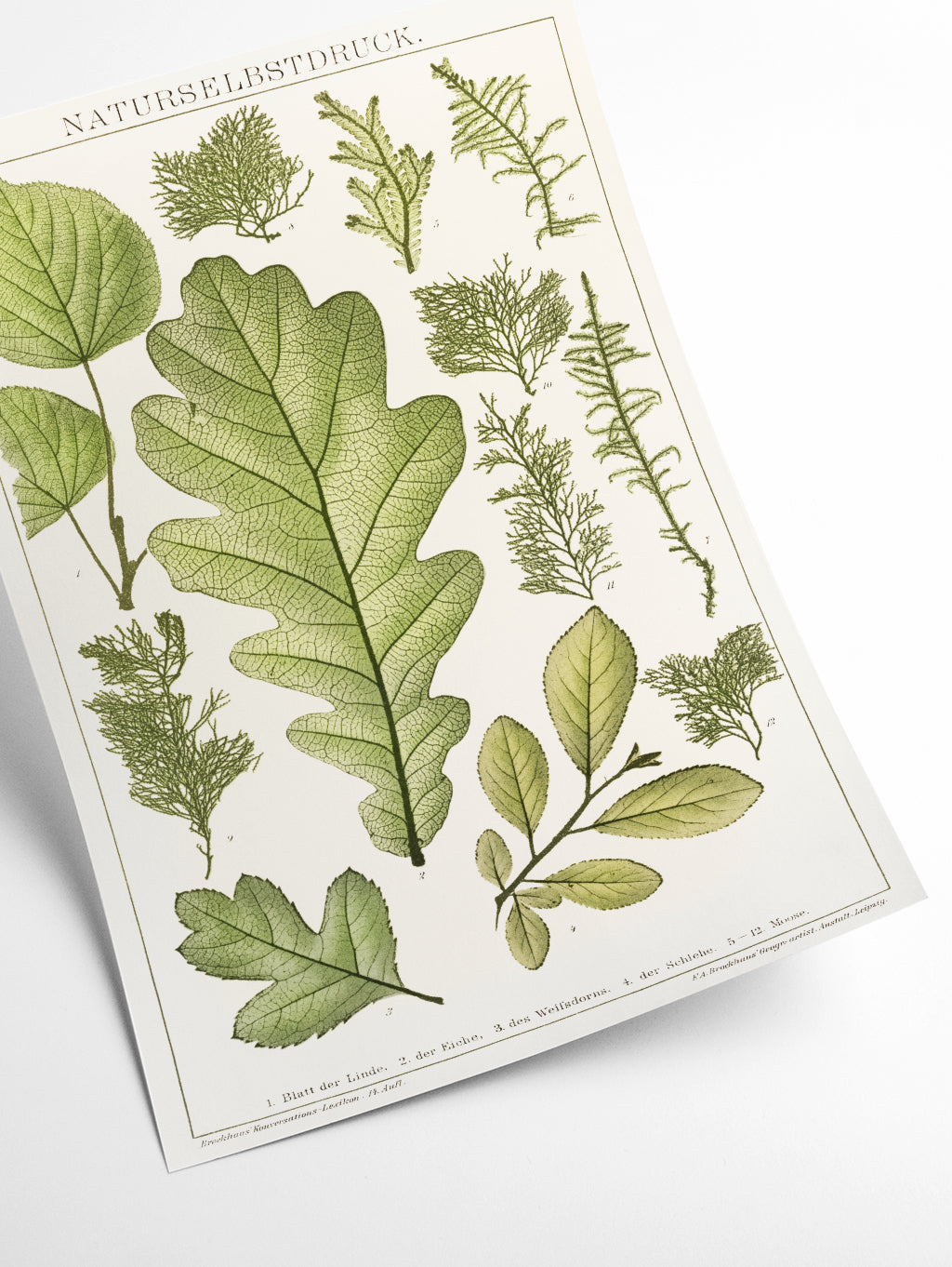 Various Leaves