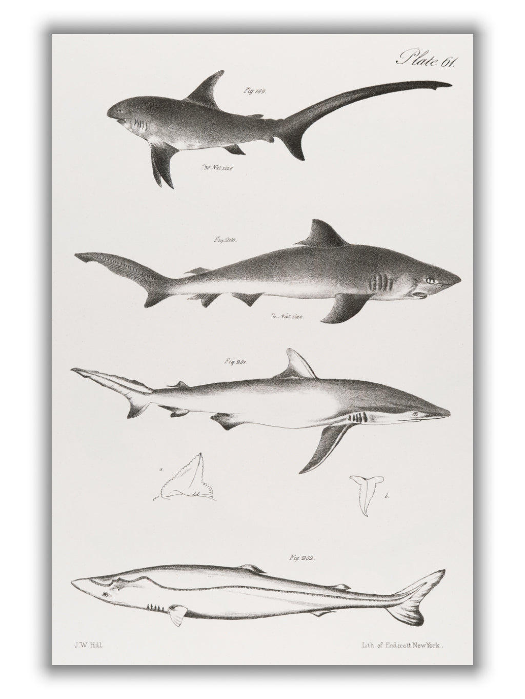 Various sharks