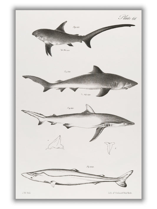 Various sharks