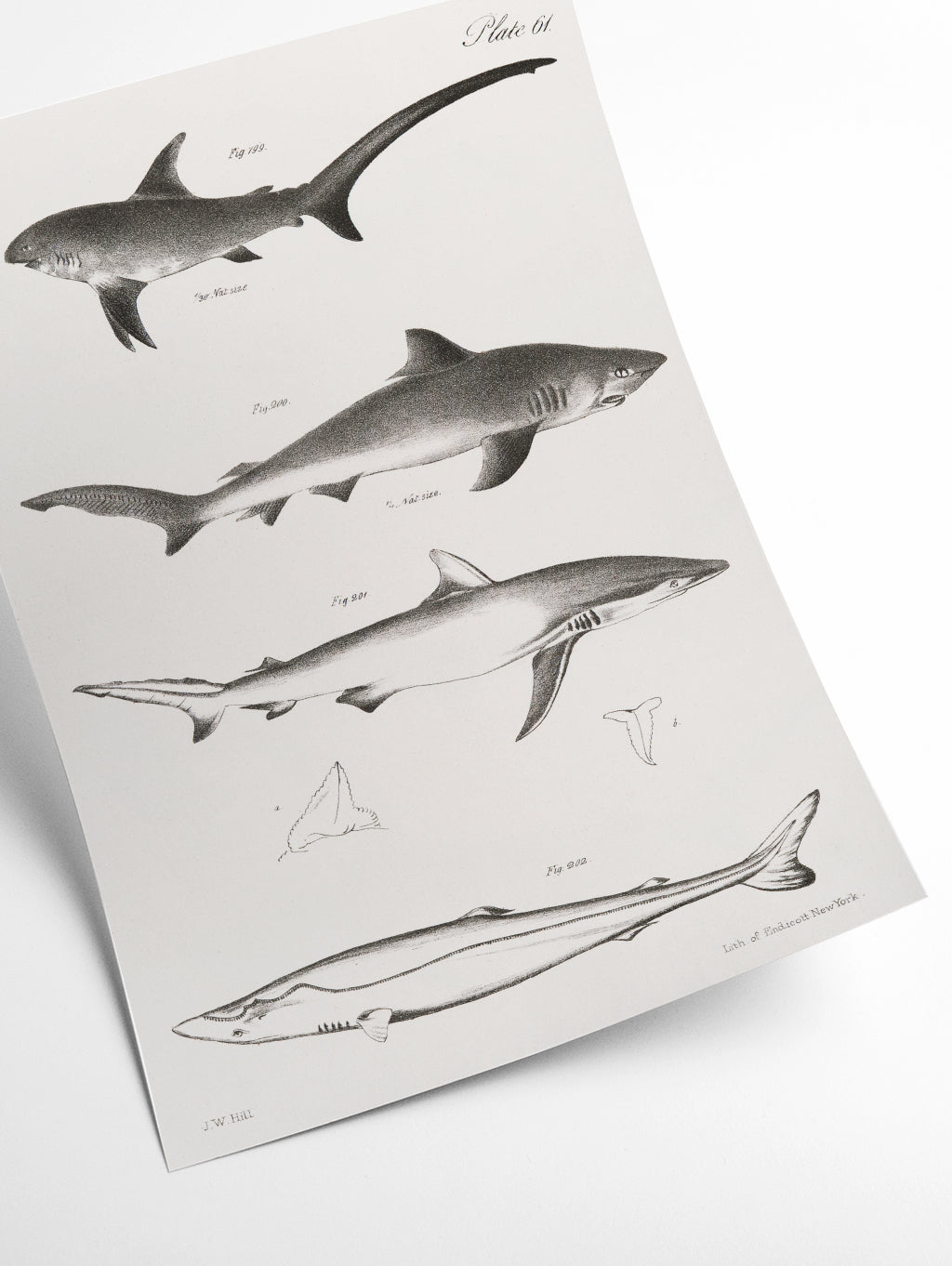 Various sharks