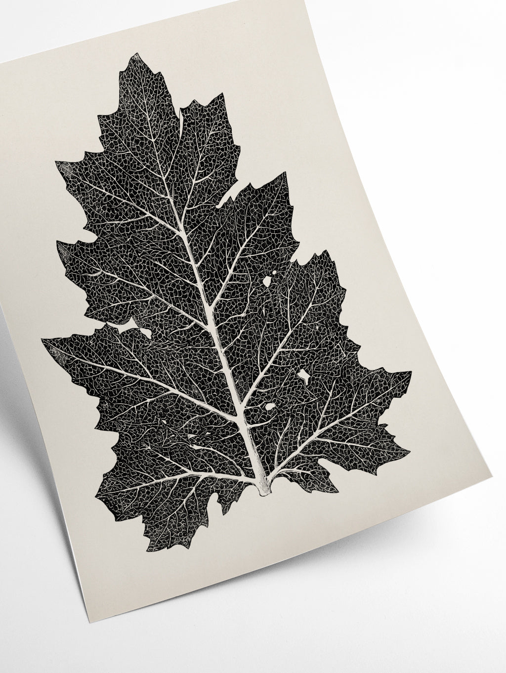 Vintage Leaf