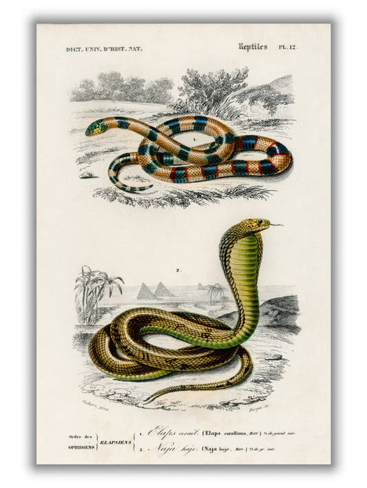 Vintage snakes