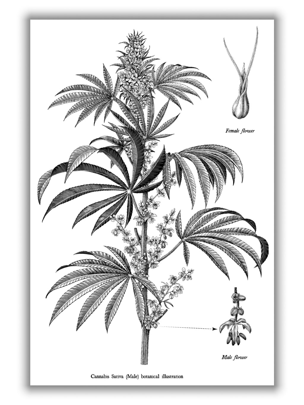 Cannabis sativa botanical illustration