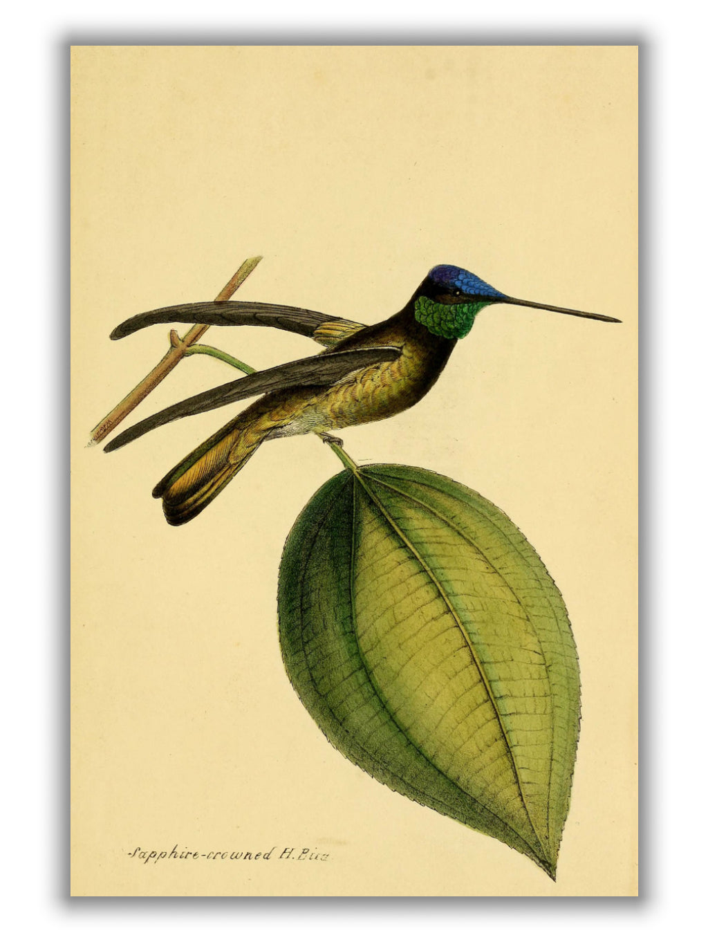 crowned humming bird