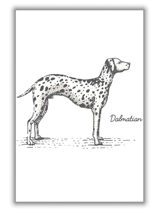 Dalmation