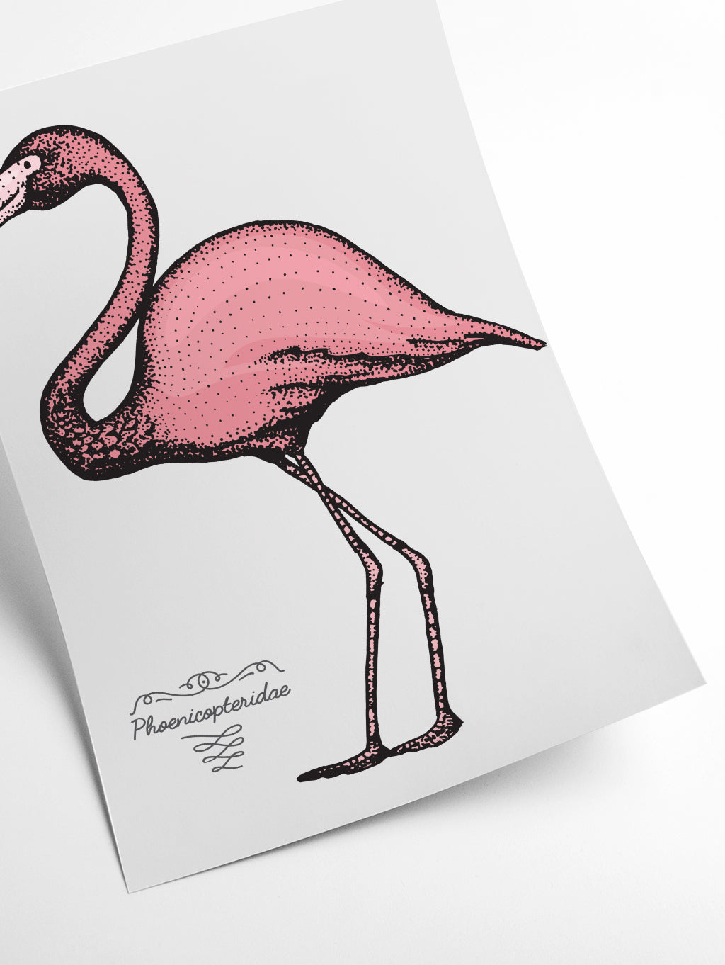Flamingo