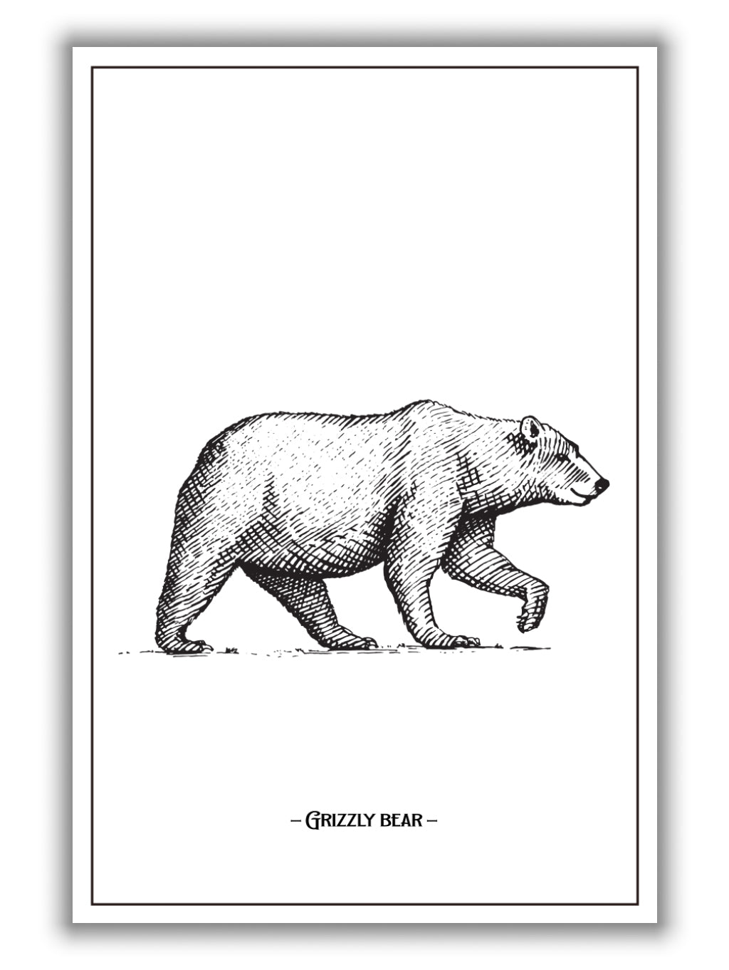Grizzly Bear