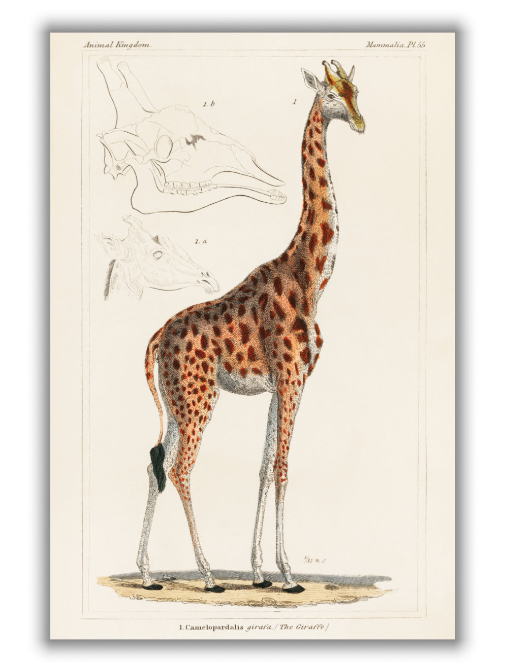 Animal kingdom - The giraffe
